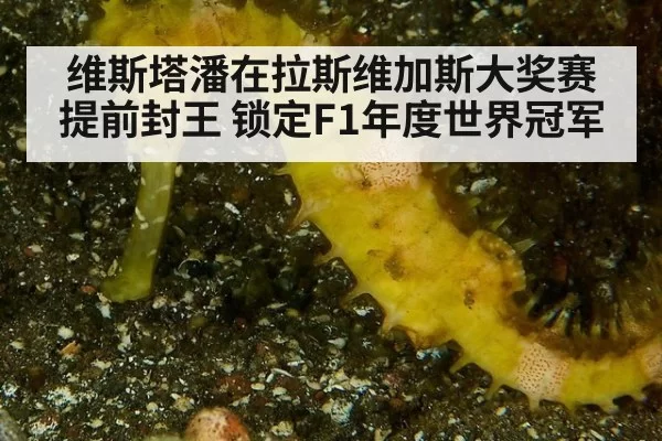维斯塔潘在拉斯维加斯大奖赛提前封王 锁定F1年度世界冠军